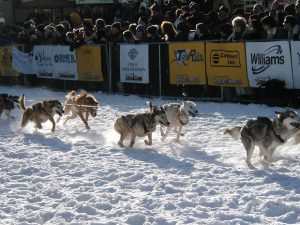 canada-immigration-pnp-yukon-dog-sledding